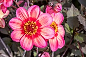 DAHLIA DELEGRIA TRICOLORE