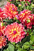 DAHLIA FIREPOT