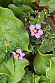 FAGONIA CRETICA  GROWING WITH MESEMBRYANTHEMUM CHRYSTALINUM