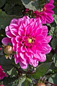 DAHLIA MELODY FANFARE