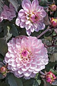 DAHLIA MELODY HARMONY