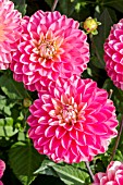 DAHLIA MELODY PINK ALLEGRO