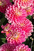 DAHLIA PINK ALLEGRO