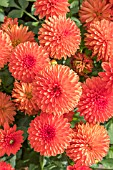 DAHLIA MELODY JEWEL ORANGE