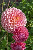 DAHLIA JOWEY WINNIE