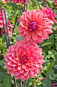 DAHLIA AMERICAN DAWN