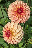 DAHLIA IRISH PINWHEEL