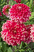 DAHLIA MISTER OPTIMIST