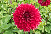 DAHLIA MINGUS ALEX