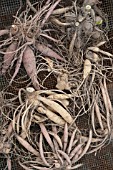 DAHLIA TUBERS