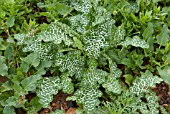 SILYBUM MARIANUM  SOUTHERN MILK THISTLE