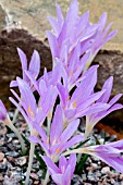 COLCHICUM PARLATORIS