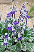 PETROCOSMEA PURPLE PUZZEL
