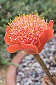 HAEMANTHUS COCCINEUS