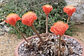 HAEMANTHUS COCCINEUS