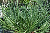 SANSEVIERIA GRACILIS