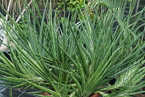 SANSEVIERIA_GRACILIS