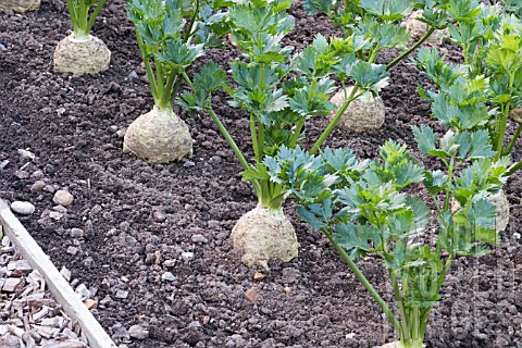 CELERIAC_MONARCH