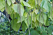 CATALPA BIGNONIOIDES BEANS