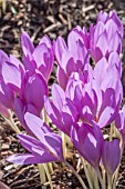 COLCHICUM WILLIAM DYKES