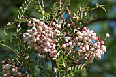 SORBUS PSEUDOVILMORINII