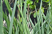 SANSEVIERIA GRACILIS