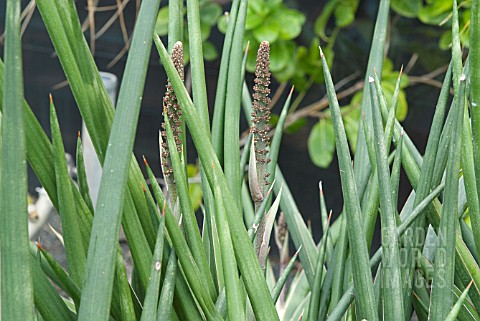 SANSEVIERIA_GRACILIS