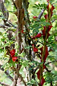 ROSA SERICA PTERACANTHA