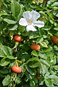 ROSA RUGOSA ALBA