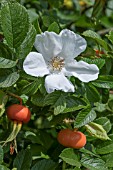 ROSA RUGOSA ALBA