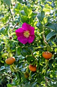 ROSA RUGOSA CINNAMOMAE