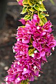 BOUGAINVILLEA PIXIE QUEEN