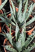 AGAVE UTAENSIS