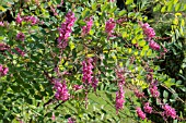 INDIGOFERA HOWELLII