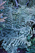 ATHYRIUM OCEANS FURY