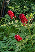 ACTAEA RUBRA