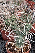 TEPHROCACTUS PAPYRACANTHUS