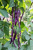 CLIMBING BEAN BLAUHILDE