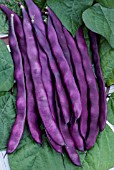 CLIMBING BEAN BLAUHILDE