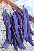 CLIMBING FRENCH BEAN BLAUHILDE