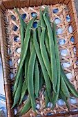 RUNNER BEAN BENCHMASTER