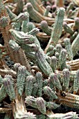 EUPHORBIA MAMMALARIA VARIEGATA