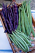 CLIMBING BEAN BLAUHILDE, RUNNER BEAN BENCHMASTER & DWARF BEAN DELINEL