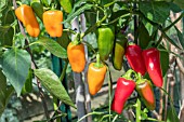 MINI SWEET PEPPERS