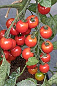 TOMATO SUNCHERRY PREMIUM F1