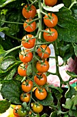 TOMATO SUNGOLD F1