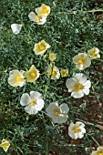 ESCHSCHOLZIA CALIFORNICA IVORY CASTLE