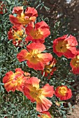 ESCHSCHOLZIA CALIFORNICA STRAWBERRY FIELDS