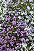 BRACHYSCOME IBERIDIFOLIA MIXED