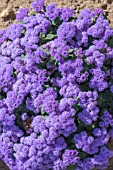 AGERATUM HOUSTONIANUM BLUE DANUBE